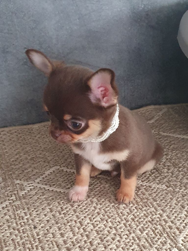 Mâle chocolat et tan