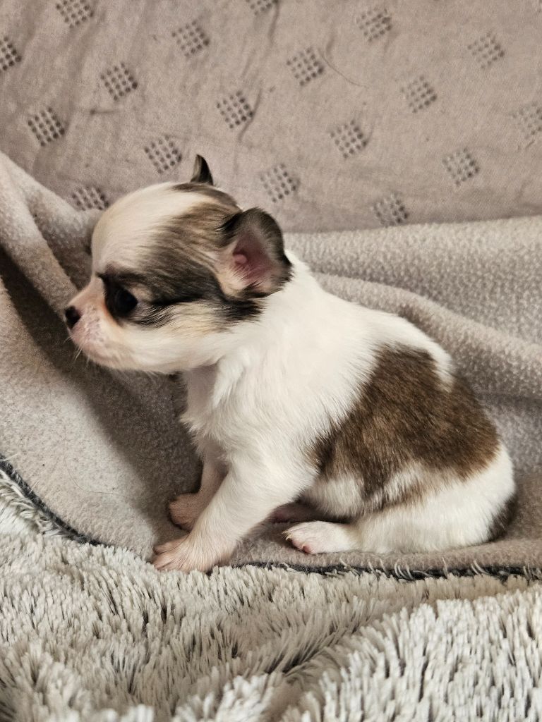 Femelle fauve et blanche