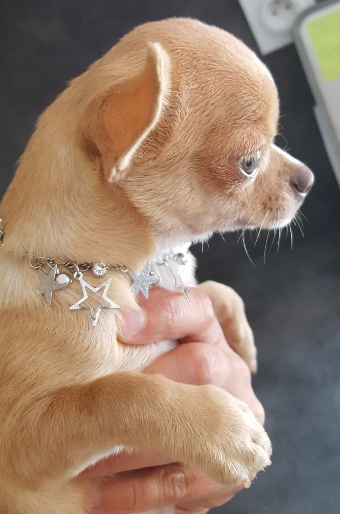 Femelle lilas/fauve - Chihuahua