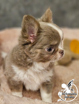 Les chiots de Chihuahua