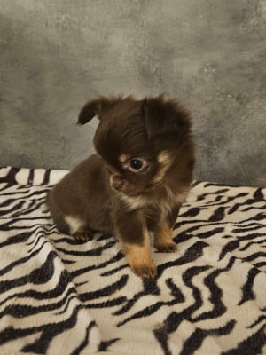 F CHOCOLAT ET TAN - Chihuahua