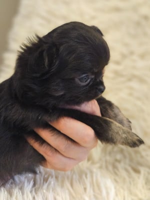 Noire et feu - Chihuahua