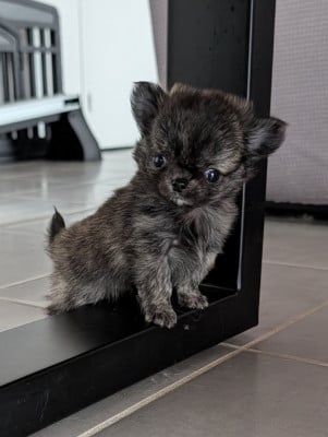 Les chiots de Chihuahua