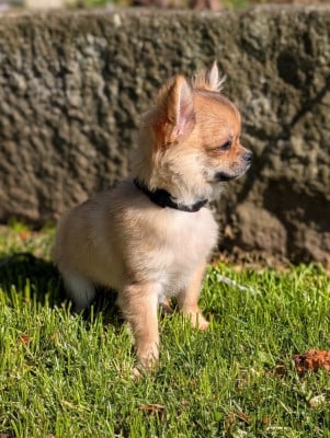 Les chiots de Chihuahua