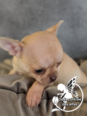 Les chiots de Chihuahua