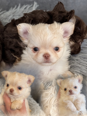 Les chiots de Chihuahua