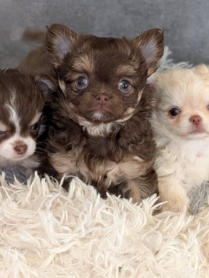 Les chiots de Chihuahua