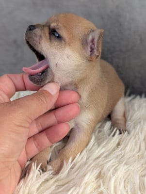 Les chiots de Chihuahua