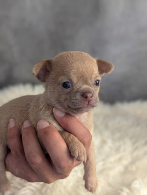 Les chiots de Chihuahua