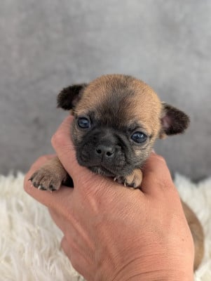 Les chiots de Chihuahua