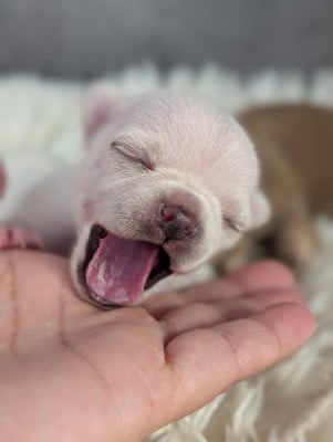 Les chiots de Chihuahua