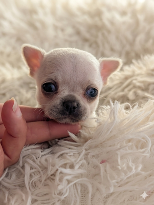 Les chiots de Chihuahua