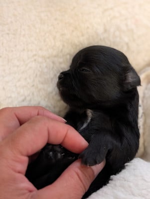 Les chiots de Chihuahua