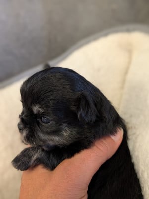 Les chiots de Chihuahua