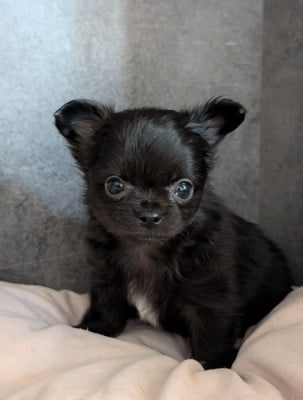 Les chiots de Chihuahua