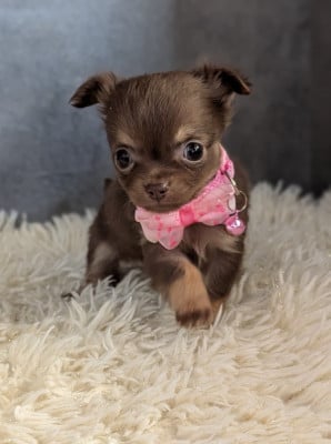 Les chiots de Chihuahua