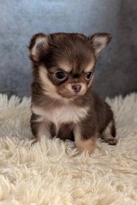 Les chiots de Chihuahua