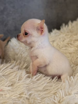 Chihuahua