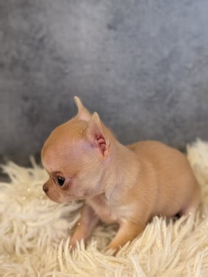 Fauve - Chihuahua