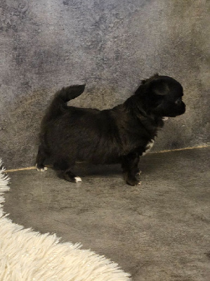 Les chiots de Chihuahua