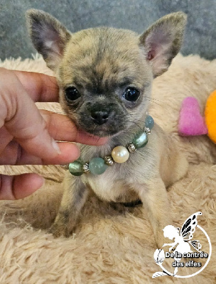 Les chiots de Chihuahua