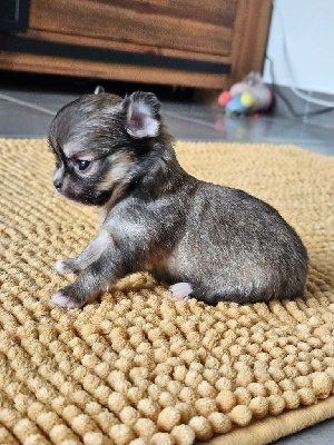Les chiots de Chihuahua