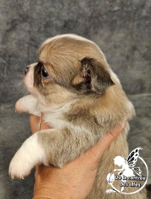 Les chiots de Chihuahua