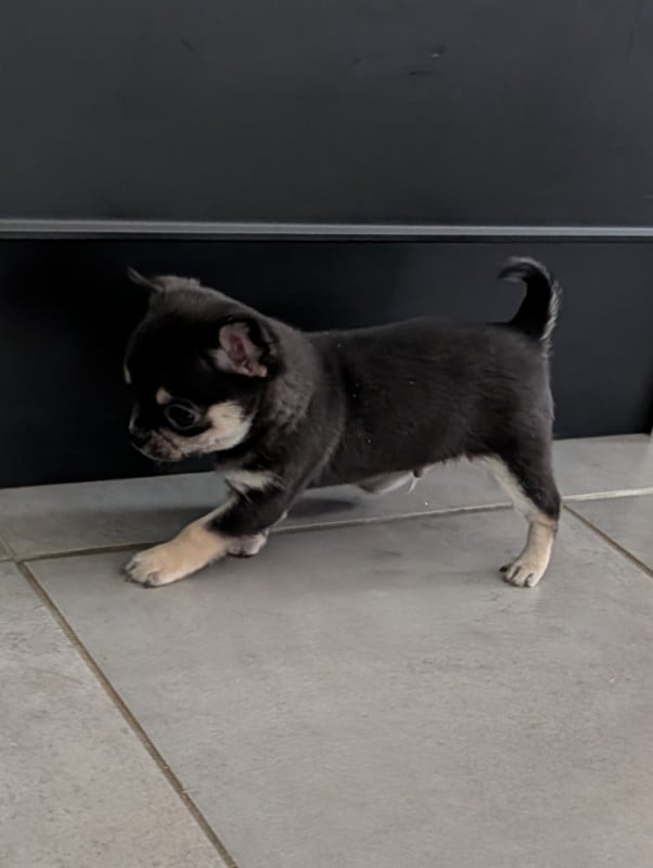 Chihuahua - De La Contrée Des Elfes