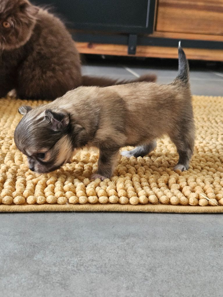 Femelle fauve charbonné