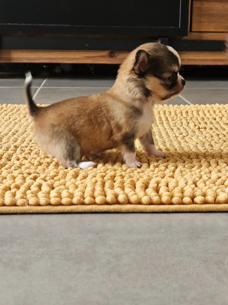 Male fauve panache blanc