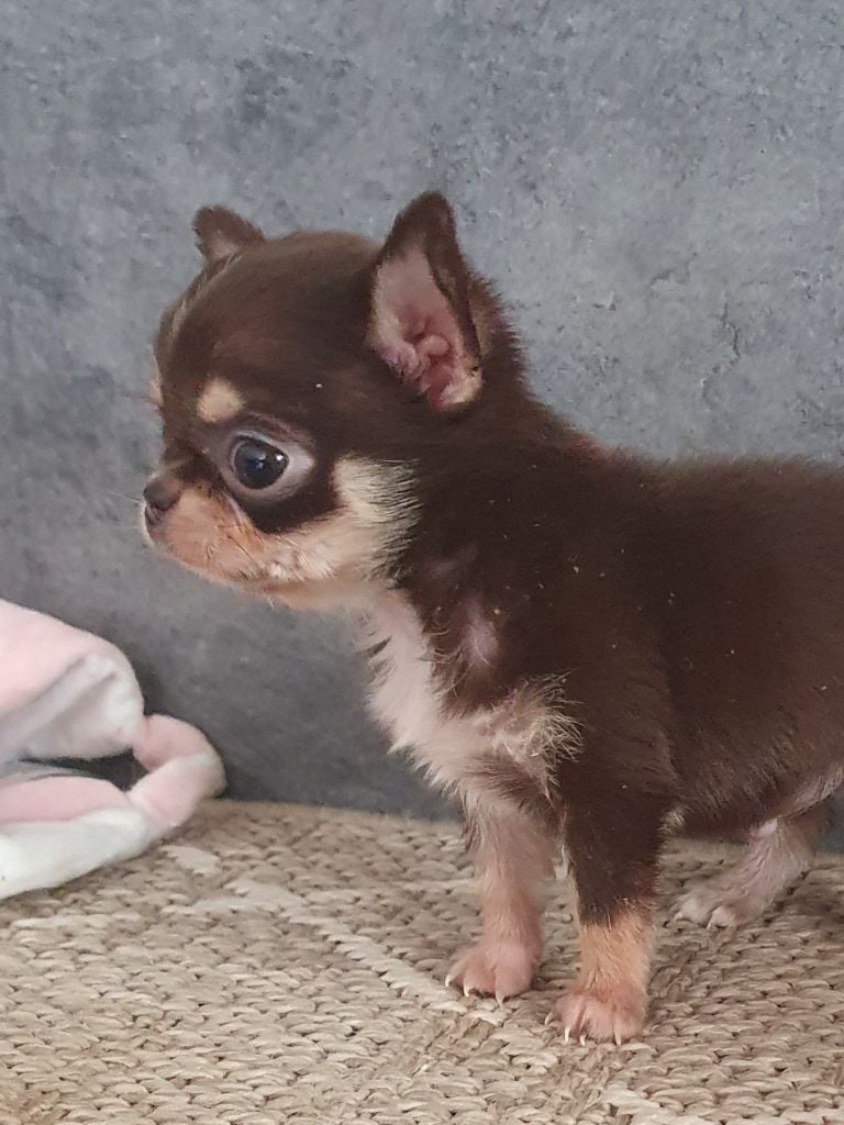 Mâle chocolat miniature