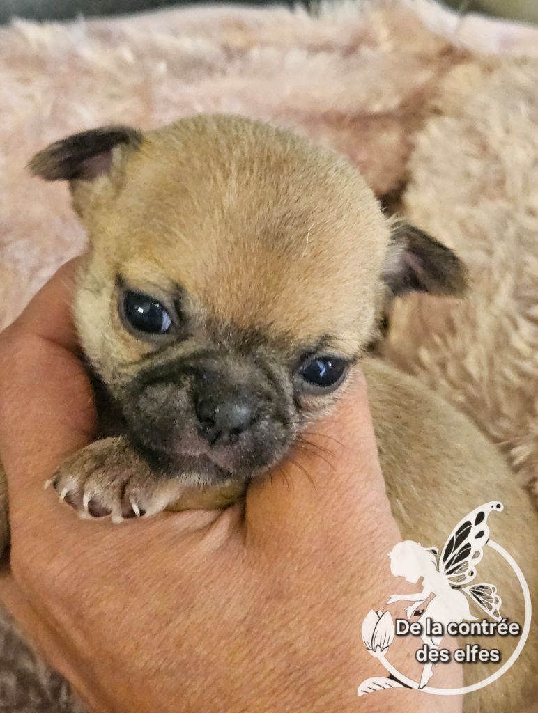 Chihuahua - De La Contrée Des Elfes