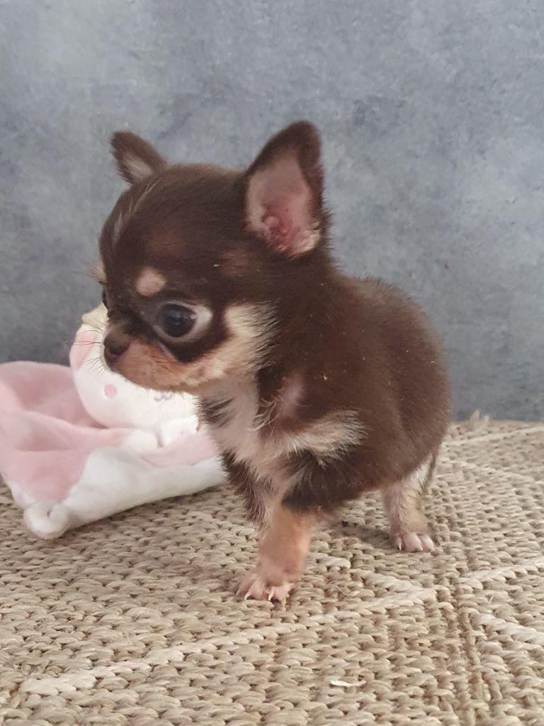 Mâle chocolat miniature