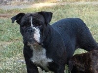Étalon Bulldog continental - Olly Du Prieuré de L'Alouette