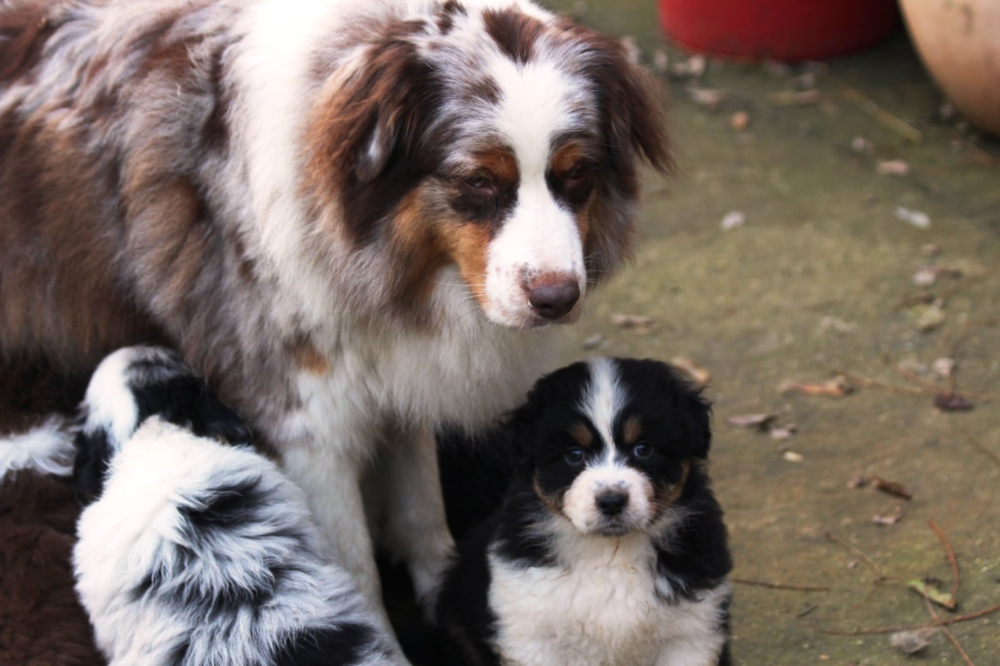 Berger Australien - Little Cowboy