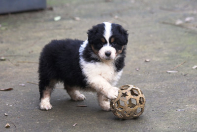 Les chiots de Berger Australien