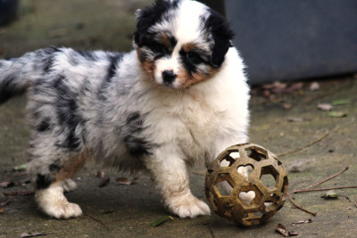 Les chiots de Berger Australien