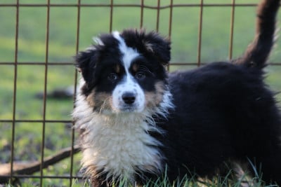 Les chiots de Berger Australien