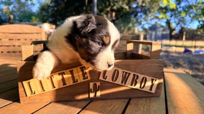 Les chiots de Berger Australien