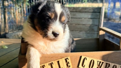 Les chiots de Berger Australien