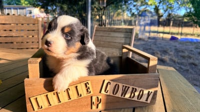 Les chiots de Berger Australien