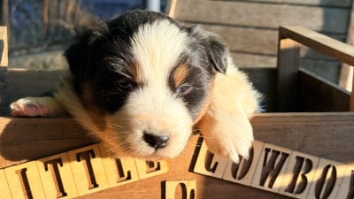 Les chiots de Berger Australien
