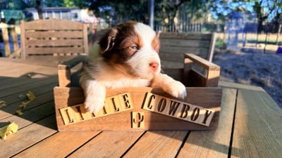 Les chiots de Berger Australien