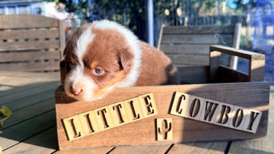 Les chiots de Berger Australien