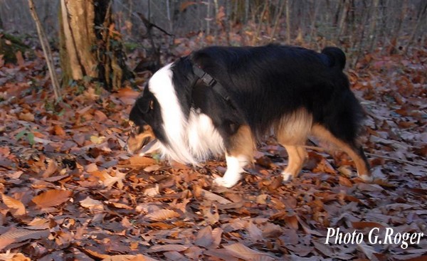 Publication : du Chemin de la Lune aux Reves