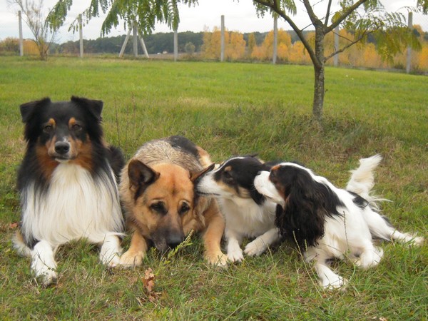 Publication : du Chemin de la Lune aux Reves