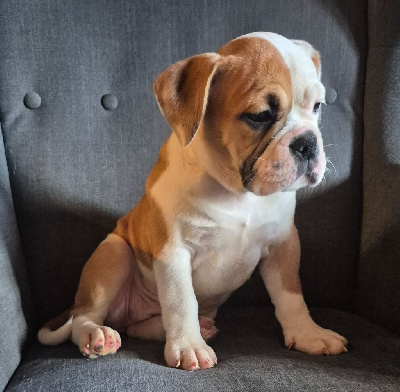 Les chiots de Bulldog continental