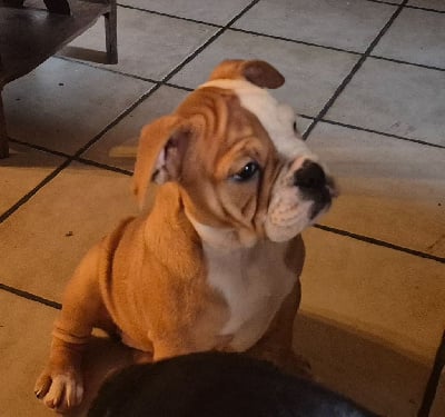 Les chiots de Bulldog continental