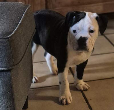 Les chiots de Bulldog continental