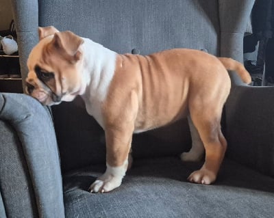 Les chiots de Bulldog continental